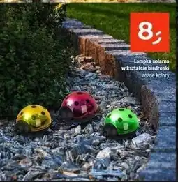Dealz Lampka solarna - biedronka oferta