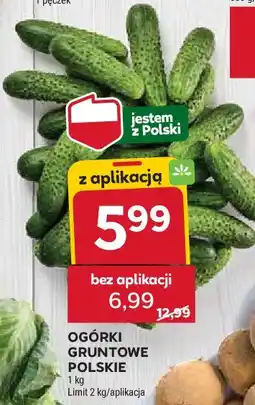 Stokrotka Ogórek gruntowy polska oferta