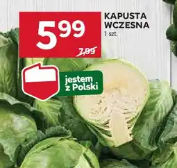 Stokrotka Kapusta wczesna oferta