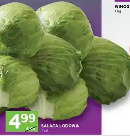Sałata lodowa