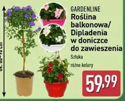 ALDI GARDENLINE Roślina balkonowa/Dipladenia oferta