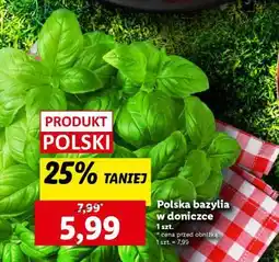 Lidl Polska bazylia w doniczce oferta