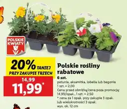 Lidl Polskie rośliny rabatowe oferta
