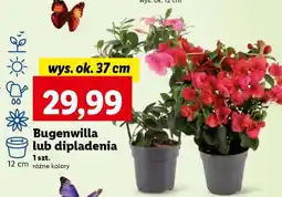 Lidl Bugenwilla lub dipladenia oferta
