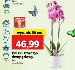 Lidl Polski storczyk dwupędowy oferta