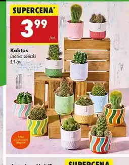 Biedronka Kaktus oferta