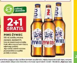 Stokrotka Piwo Zywiec oferta