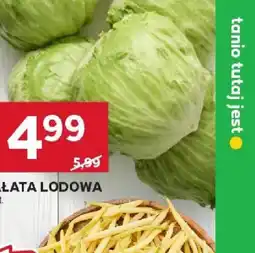 Stokrotka Sałata lodowa oferta