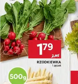 Stokrotka Rzodkiewka oferta