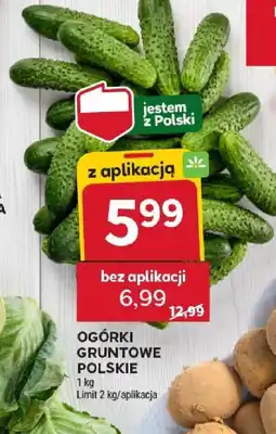 Stokrotka Ogórki gruntowe polskie oferta