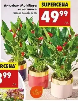 Biedronka Anturium multiflora w ceramice 12 cm oferta