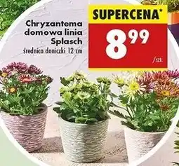 Biedronka Chryzantema splasch oferta
