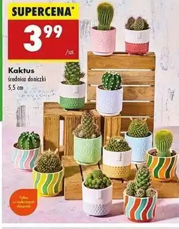 Biedronka Kaktus kwitnący don. 5.5 cm oferta