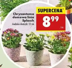 Biedronka Chryzantema domowa linia Splasch oferta