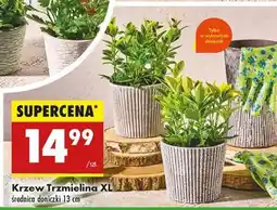 Biedronka Krzew Trzmielina XL oferta