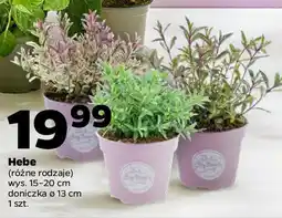 Netto Hebe oferta