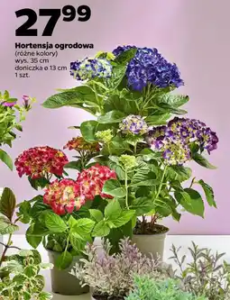 Netto Hortensja ogrodowa oferta