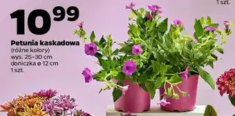 Netto Petunia kaskadowa oferta