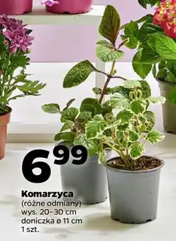 Komarzyca