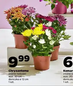 Netto Chryzantema oferta