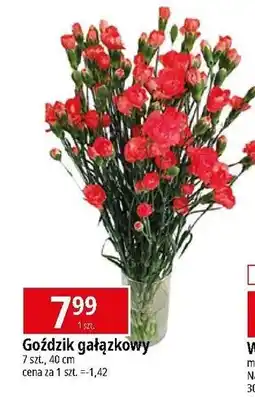 E.Leclerc Goździk oferta