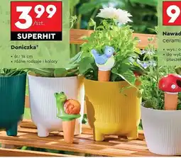Biedronka Doniczka 14 cm oferta