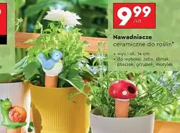 Biedronka Nawadniacz do roślin motylek 14 cm oferta