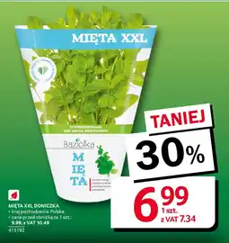 Selgros Mięta xxl doniczka oferta