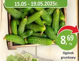 Passa Ogórek gruntowy oferta