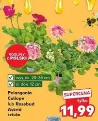 Kaufland Pelargonia resebud astrid 12 cm oferta
