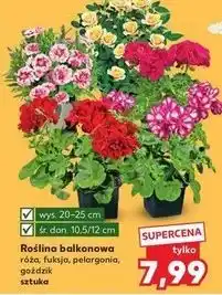 Kaufland Goździk oferta