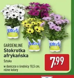 ALDI Stokrotka afrykańska Gardenline oferta
