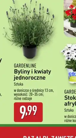 ALDI Byliny i kwiaty jednoroczne oferta