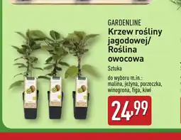 ALDI Krzew rośliny jagodowej/Roślina owocowa oferta