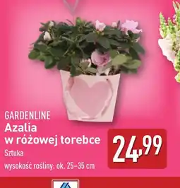 ALDI Gardenline Azalia w różowej torebce oferta