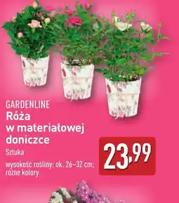 ALDI Róża w materiałowej doniczce Gardenline oferta
