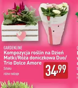 ALDI Kompozycja roślin na Dzień Matki/Róża doniczkowa Duo/Trio Dolce Amore oferta