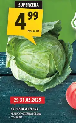 Arhelan Kapusta wczesna Arhelan oferta