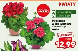 Kaufland Pelargonia wielkokwiatowa oferta