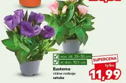 Kaufland Eustoma oferta