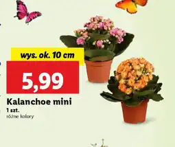 Lidl Kalanchoe mini oferta