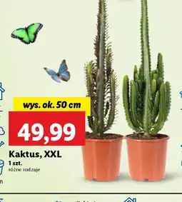 Lidl Kaktus XXL oferta