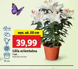 Lidl Lilia orientalna oferta