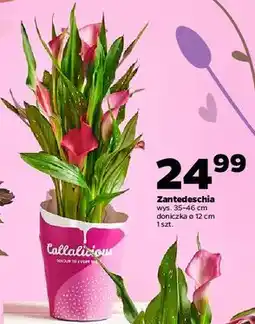 Netto Zantedeschia oferta