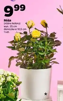Netto Róża 10.5 cm oferta