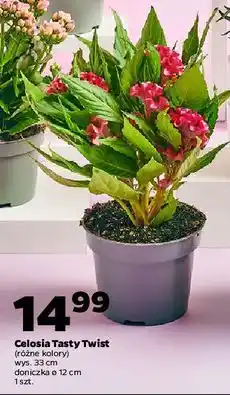 Netto Celosia oferta
