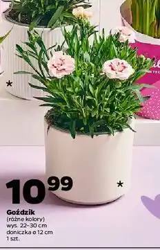 Netto Goździk oferta