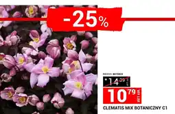 Clematis