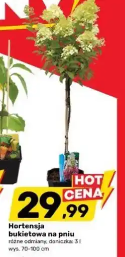 Bricomarche Hortensja oferta