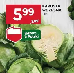 Stokrotka Kapusta wczesna 1 szt. Stokrotka oferta